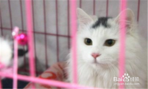 猫怕人怎么办