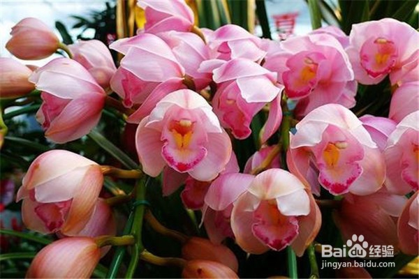 大花蕙兰的养殖方法和注意事项有什么?