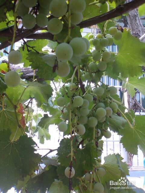 夏天多吃水果蔬菜营养减肥皮肤好好