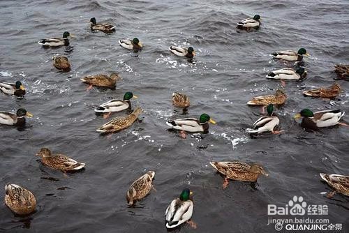 沙漠蝗灾对中国有何影响?中国怎么治理蝗灾?