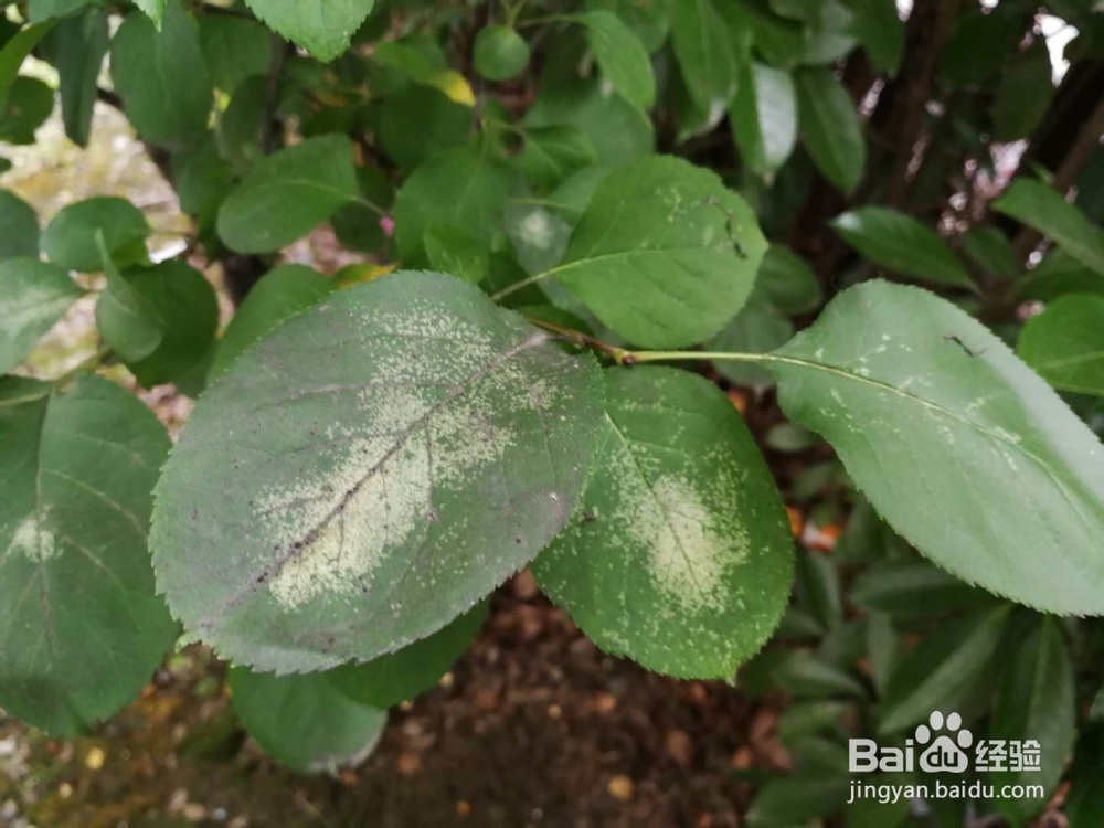 植物常见病虫害解析