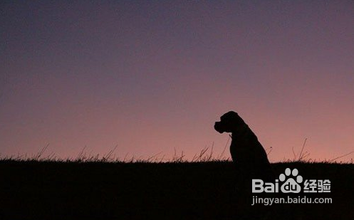 简单六招教你拍好宠物