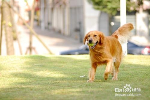 6个月金毛缺钙腿瘸,6岁的金毛腿缺钙还能好吗
