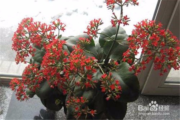 长寿花的养殖方法和注意事项有什么?