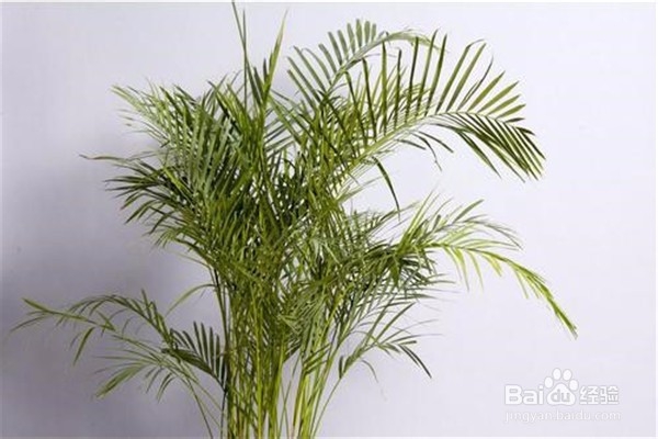 凤尾竹的养殖方法和注意事项都有什么？