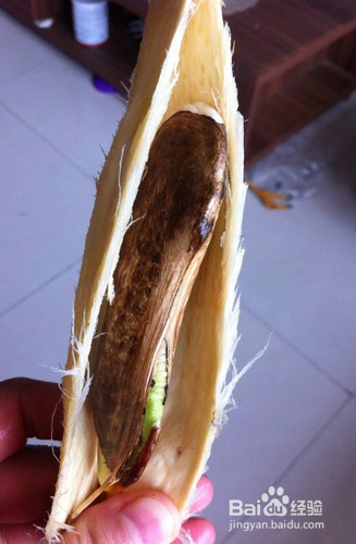 芒果种植的一些方法和经验