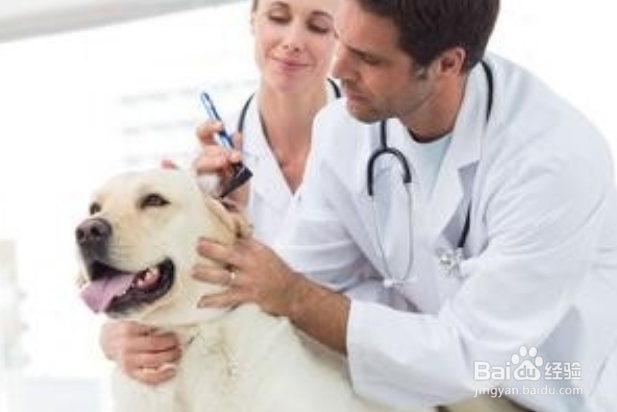 捡了一只猫怎么养