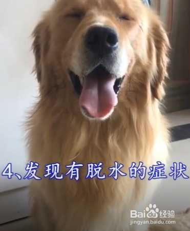 狗狗中暑的表现有什么