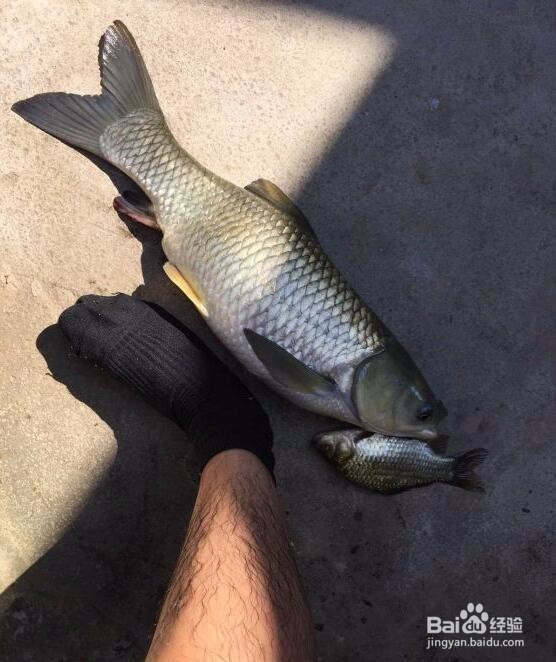 丈母娘家边的野塘,也能钓到巨物。