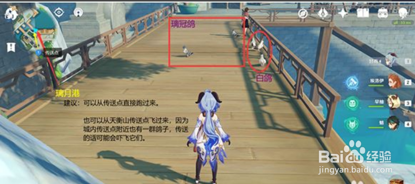 原神小动物白鸽捕捉位置攻略