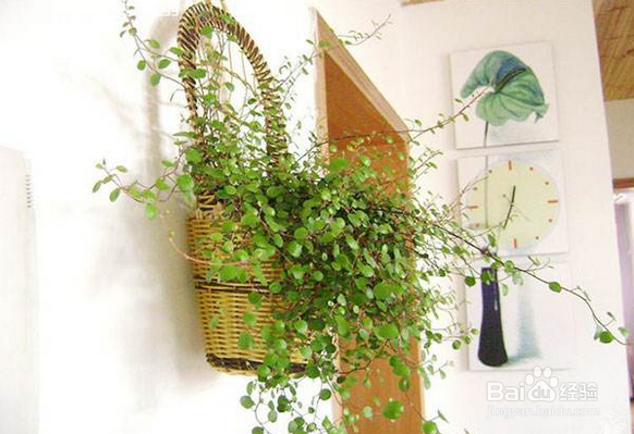 新家具除甲醛 安心住进新房子