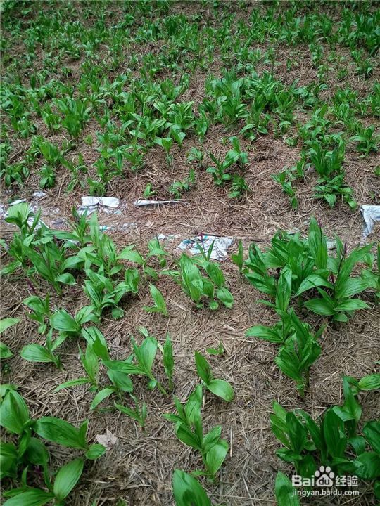 白芨如何种植长得快