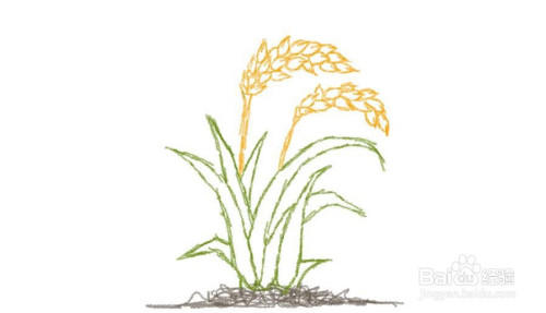 植物稻谷简笔画-百度经验