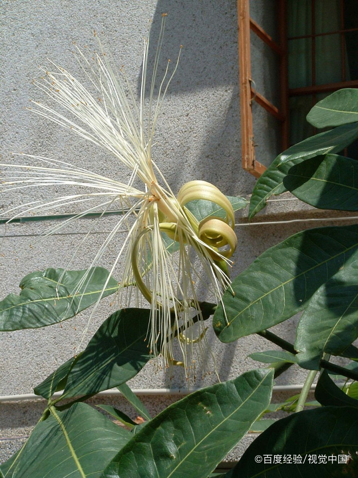 发财树的养殖方法和注意事项盆景怎么修剪