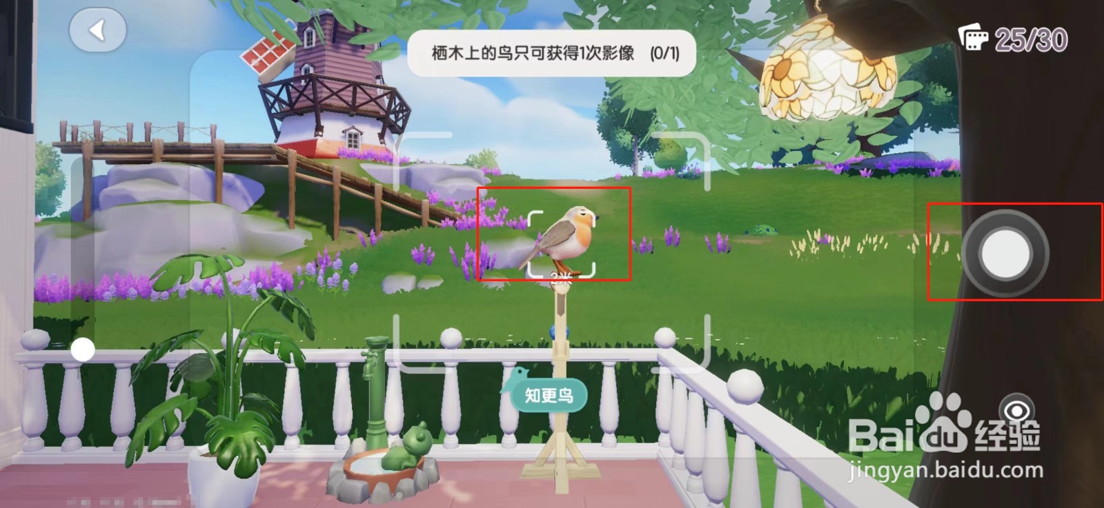 心动小镇栖木上的鸟的信息卡怎么收集