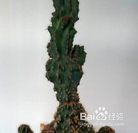 山影拳的养殖方法和注意事项