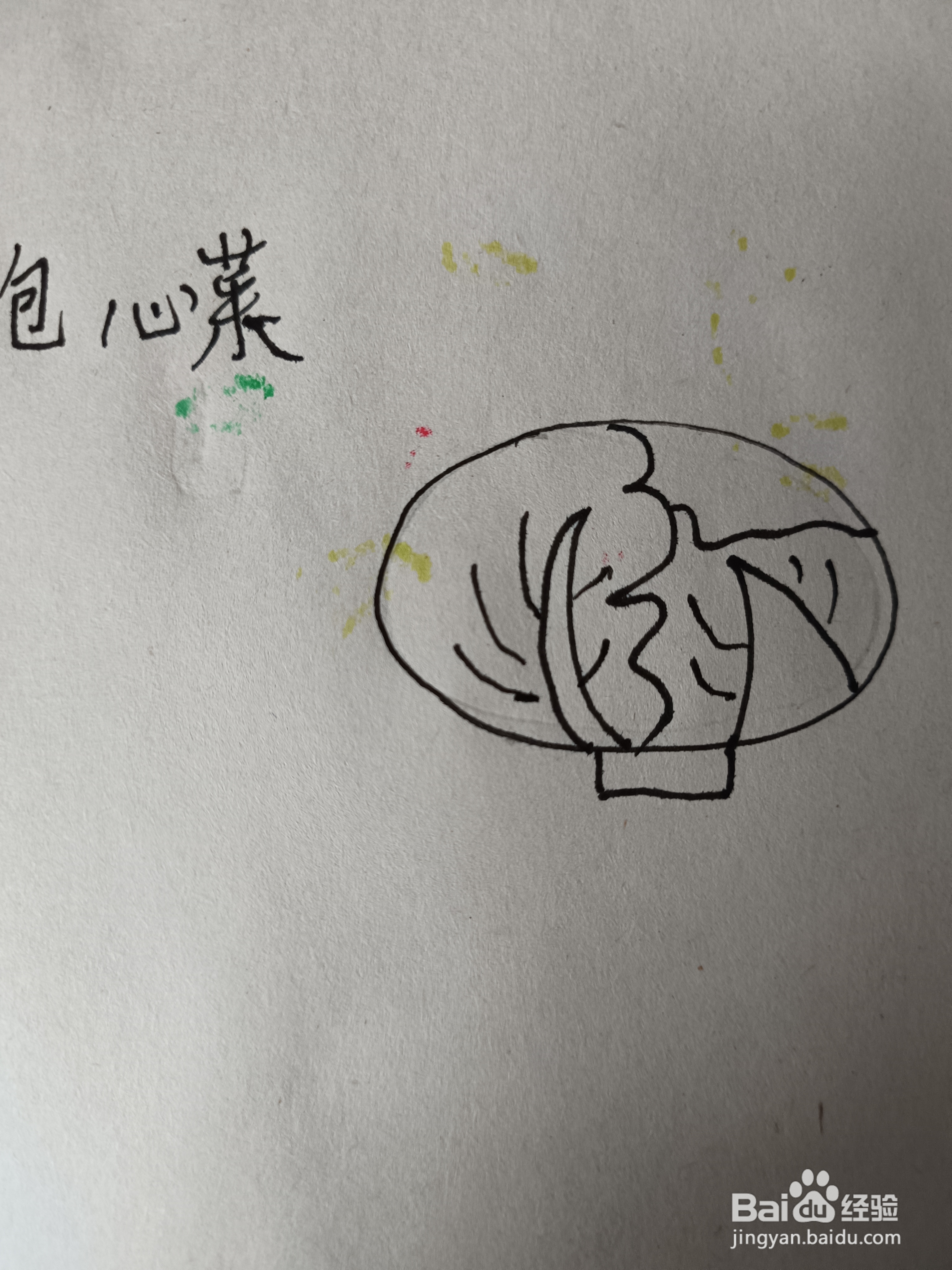 包心菜的简笔画