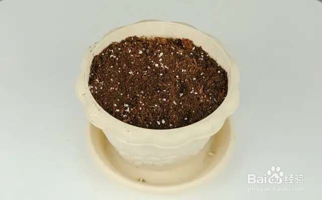 换盆的旧土别扔,掺点羊粪晒一晒,明年还能用