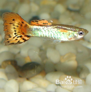 小鱼缸养什么鱼好养活