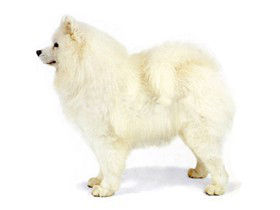 怎样给萨摩耶犬曰常清洗？