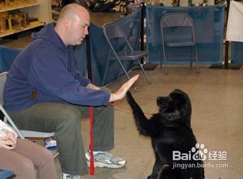 如何快速训练一只乖乖的狗狗
