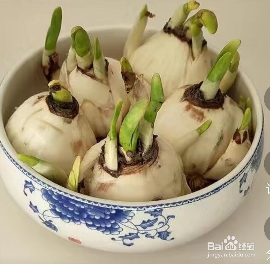 冬天土培水仙花正确养法