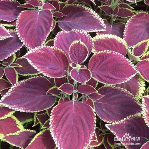 发现家里培育的彩叶草叶子发黄怎么办?