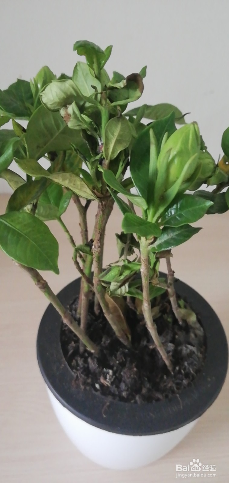 栀子花的养护