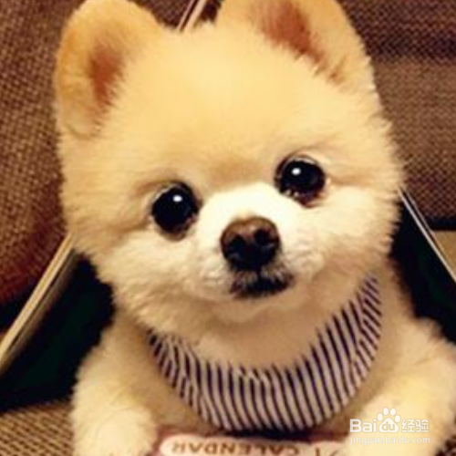 怎么训练狗狗在一个地方上厕所