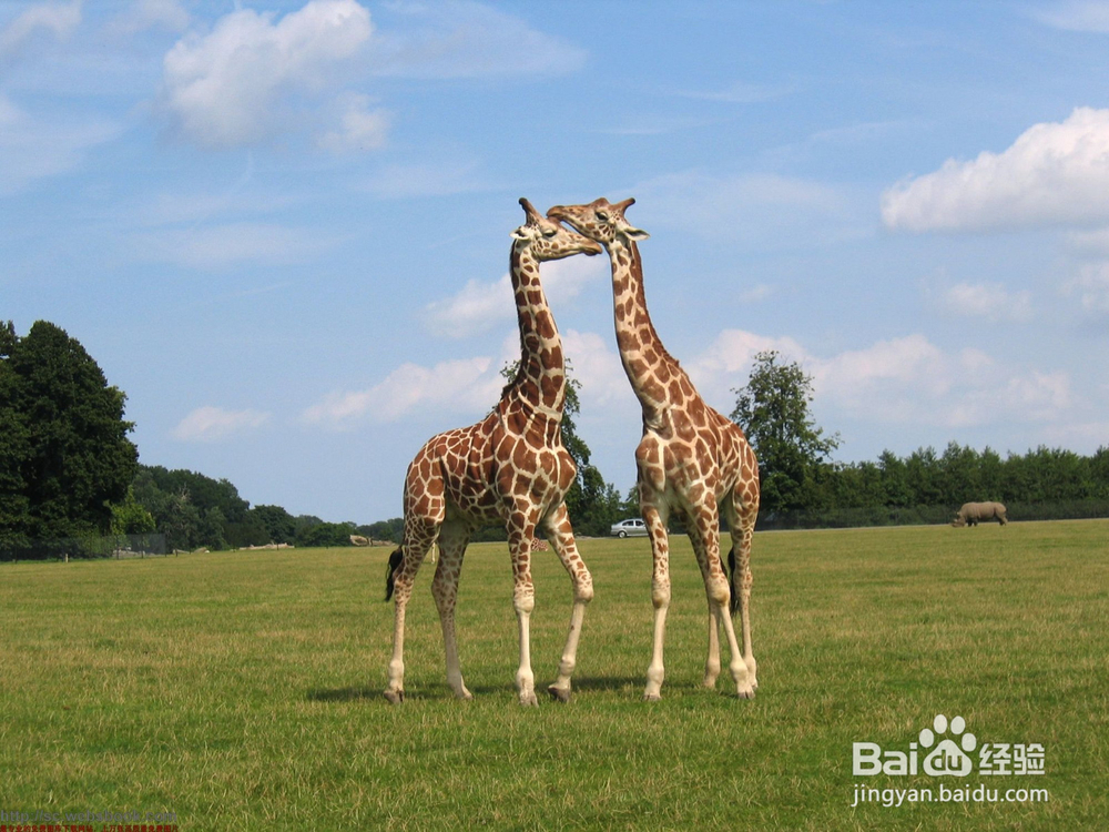 长颈鹿怎么繁殖