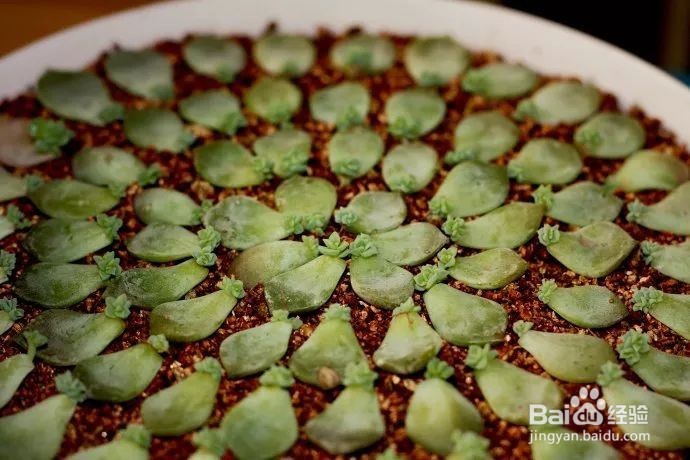 这样叶插多肉叶片轻松变成小森林！