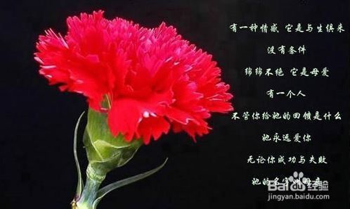 三八妇女节应该送什么花 百度经验