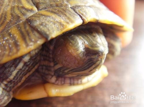 乌龟的眼睛像鱼那鼓鼓的怎么办