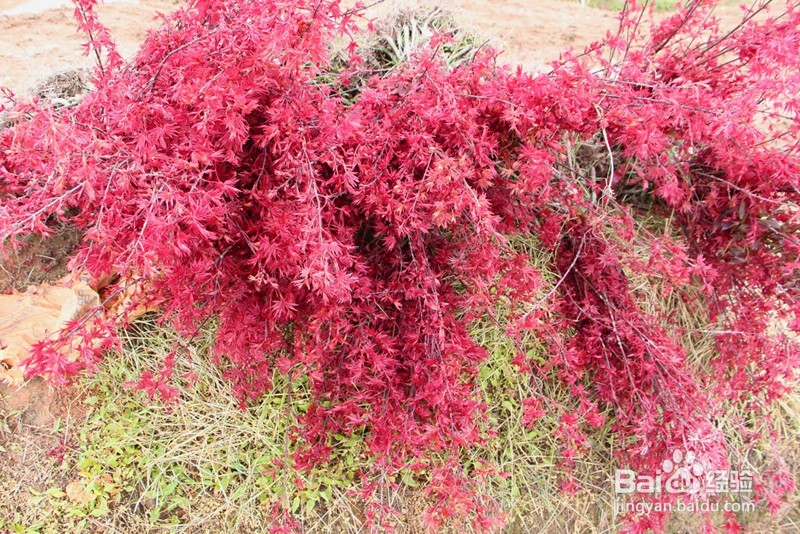 日本红枫苗、日本红枫树的种植方法