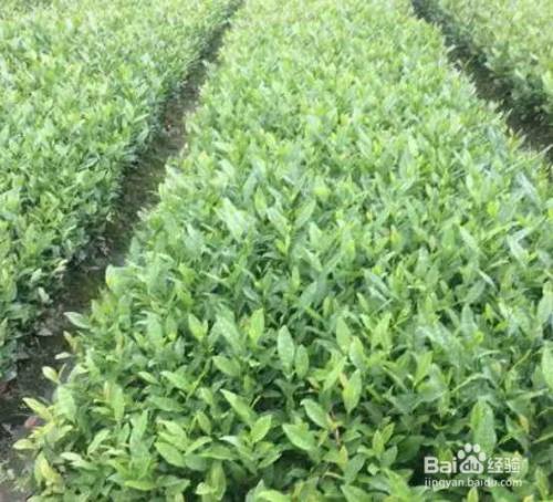 茶叶种子怎样育苗