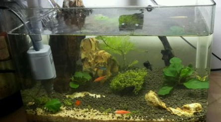 泥水养鱼如何保持水清