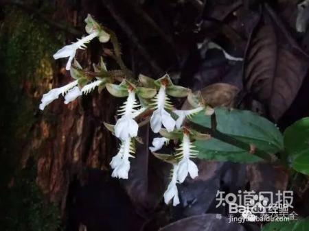 100种兰花品种图鉴，花开瞬间，艳冠群芳！