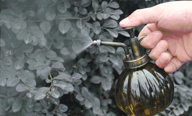 她把这个丢进花盆,植物不发黄不干枯多养好几年