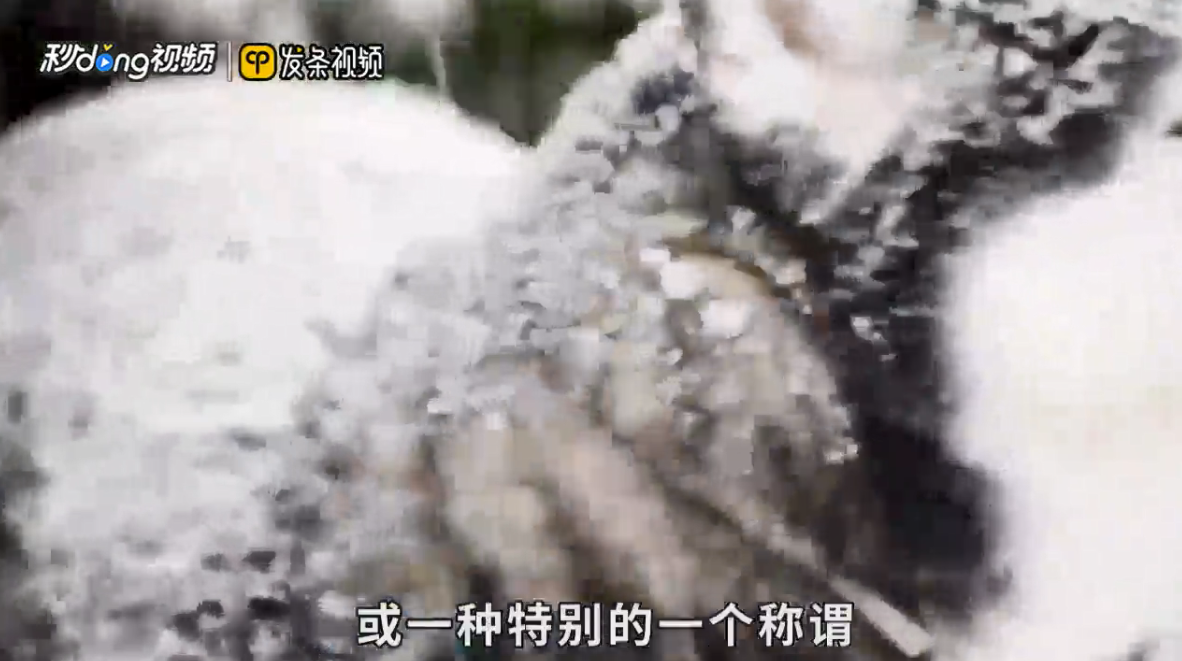 哈士奇和二哈是一个品种吗