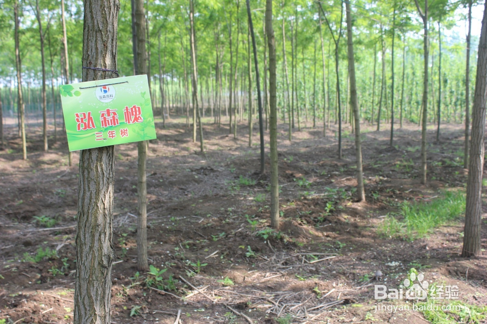 泓森槐附加效益