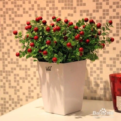 相思豆花怎么养