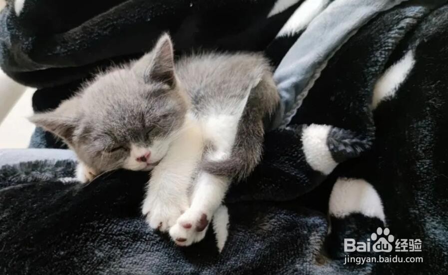 想带宠物猫一起乘火车出行，较为安全稳妥的方法