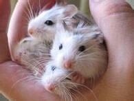 仓鼠为什么不躺手上_仓鼠不躺手上的原因详解