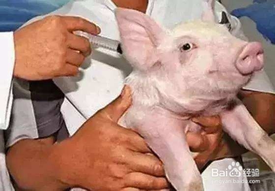 母猪产前产后不吃食怎么办?产后护理怎么做?