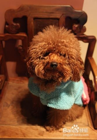 训练狗狗的基本方法准则