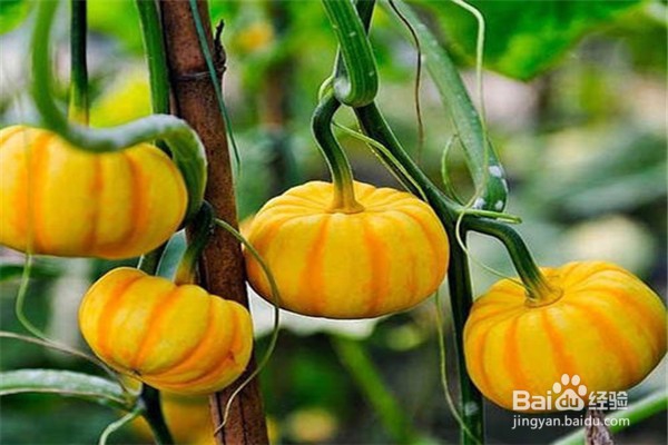 现在发展种植应该怎么选择项目？