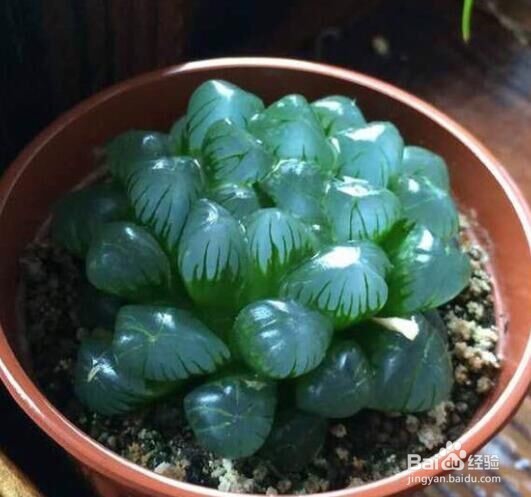 介绍可爱的玉露