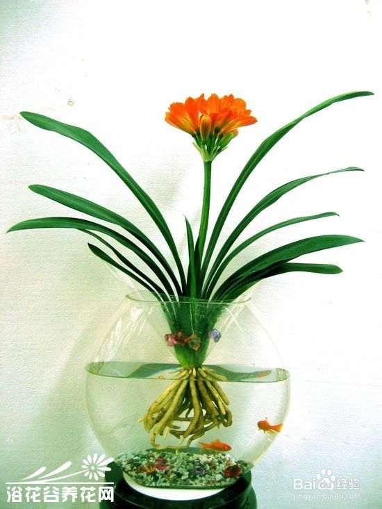 送男性朋友什么花好？