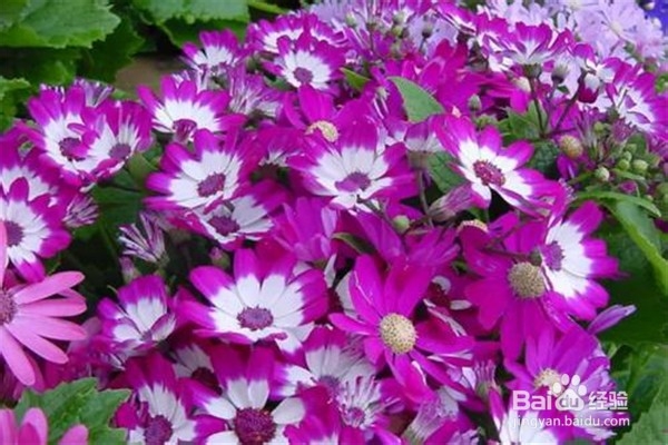 瓜叶菊怎么养比较好？