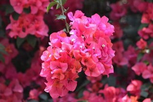 三角梅注意事项和养殖技巧都有什么?